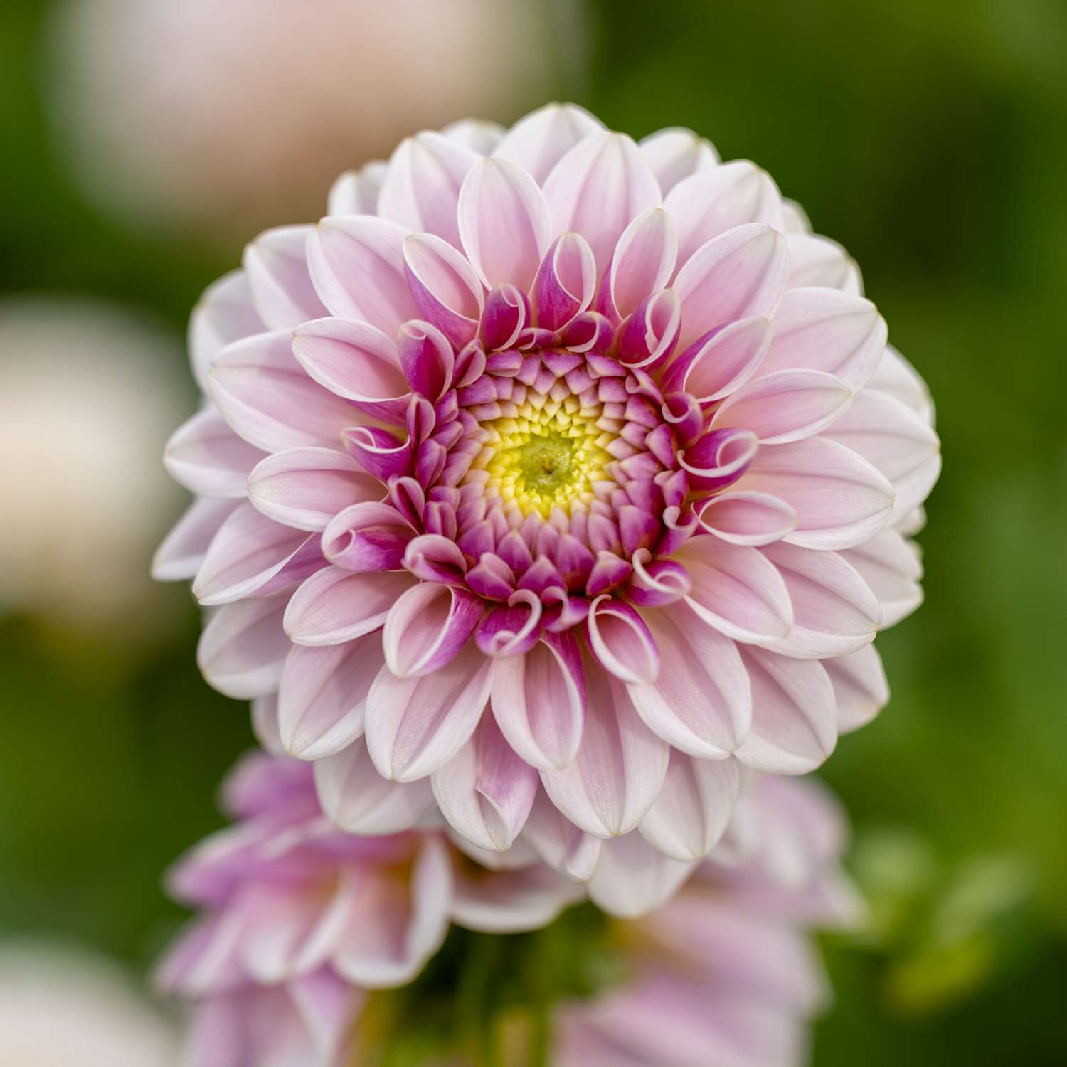 Daalia 'Pink Silk'